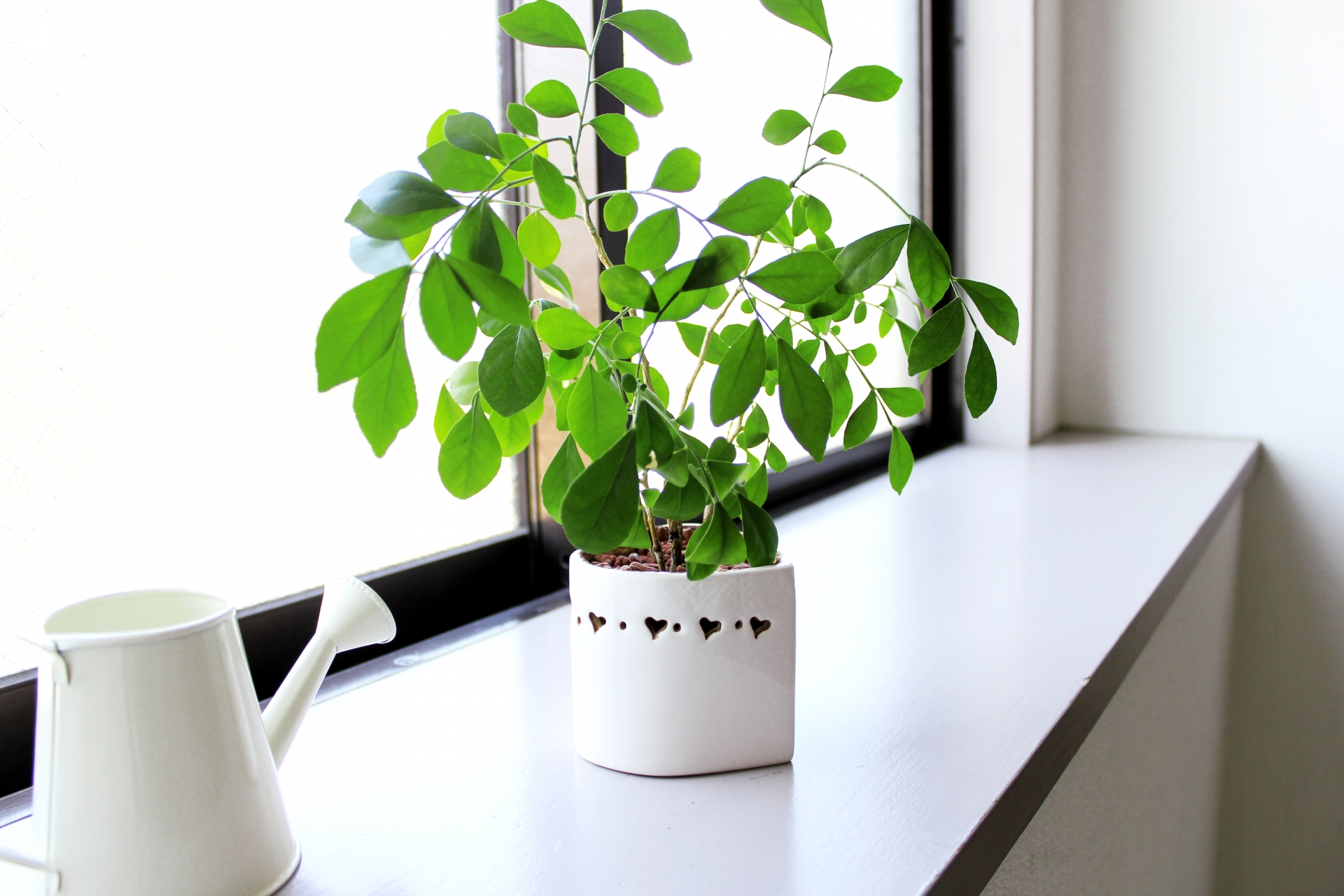 窓辺の観葉植物